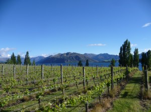 Rippon Winery