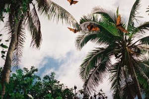 flying foxes tonga