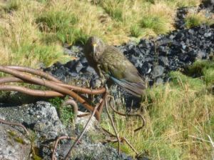 Kea at Homer