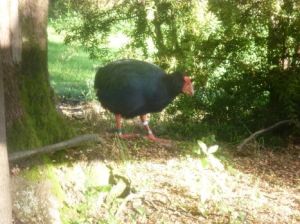takahe