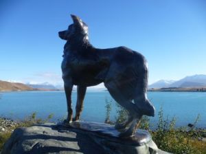 Tekapo sheep dog