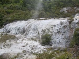 1orakei golden fleece