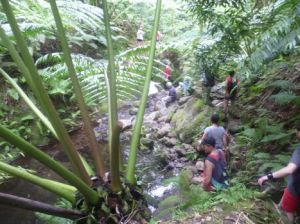 Cross-island trek through the jungle