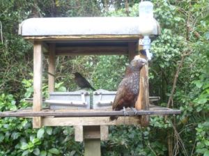 1Kaka at Zealandia