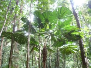 Daintree rainforest
