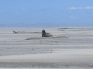 fur seal