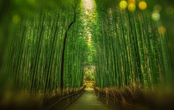 bamboo grove